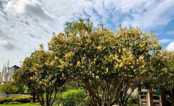 红叶桂花树叫什么名字 红叶石楠和桂花树种一块好吗