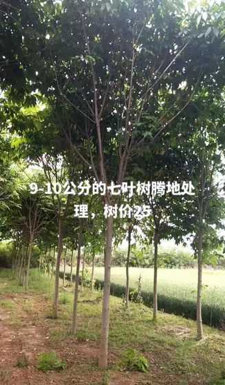 什么树10公分价格高 10公分的桂花树多少钱