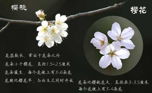 秋季怎么区分樱花品种 樱花秋季施什么肥好