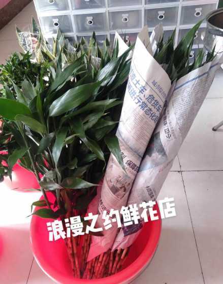 身体不好养什么花转运 5种转运的花 养什么花可以转运气