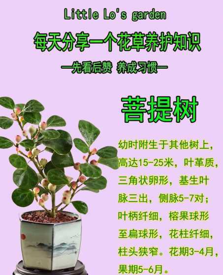 分享关于花草树木的知识 关于植物的百科知识汇总