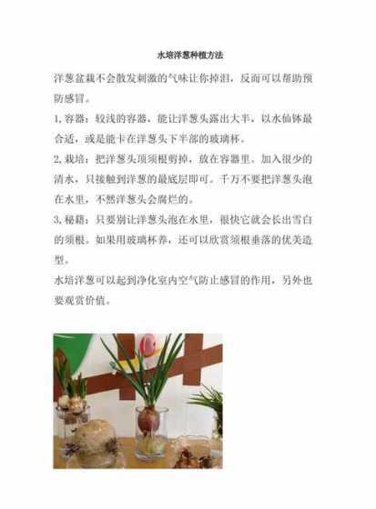 洋葱用水怎么种植方法 如何水培洋葱