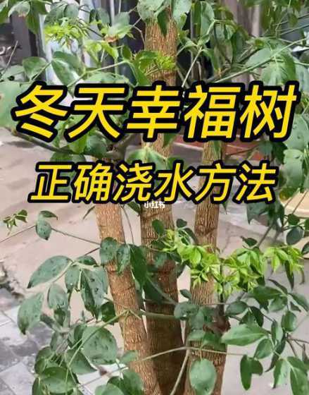 秋冬季节如何养护树木 秋天栽树苗要注意什么