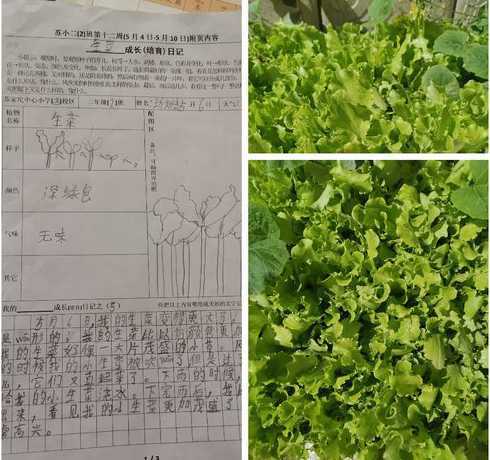 生菜的种植过程怎么写 生菜的种植方法步骤