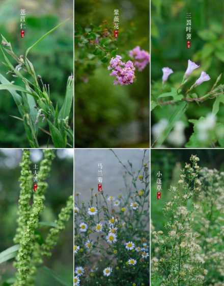 植物玛瑙花属于什么科 有谁知道盆栽植物“翡翠玛瑙”的学名是什么吗