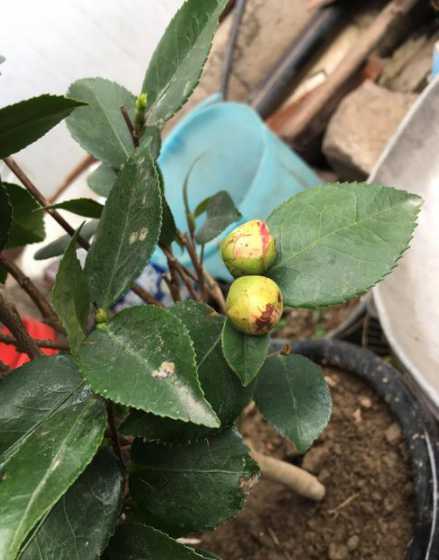 怎么样让茶花不长花苞 茶花怎样管理会结花苞