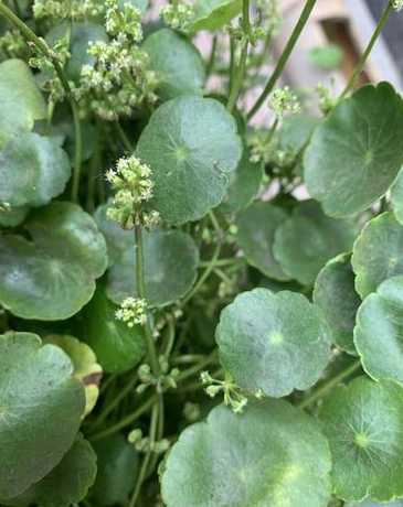 香菇草属于什么类植物 铜钱草和香菇草是一种植物吗