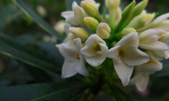 瑞香为什么是白色的花 为什么家中不能养瑞香花