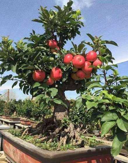 大棚盆栽果树种什么好 适合楼顶种植的果树品种是什么