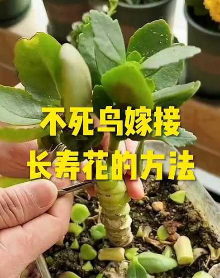 长寿花什么方法繁殖快 长寿花的繁殖方法有哪些