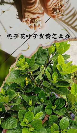 栀子花树叶发黄怎么办 橘子花叶子发黄怎么办