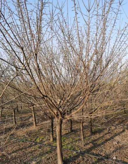 小苗一平方实际多少棵 法桐种植每亩多少棵