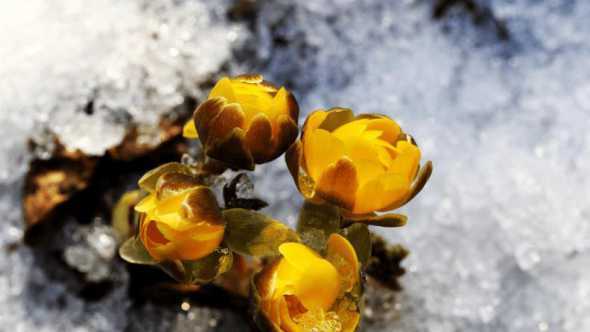 水里能泡什么花呢冬天 水里的花有哪些