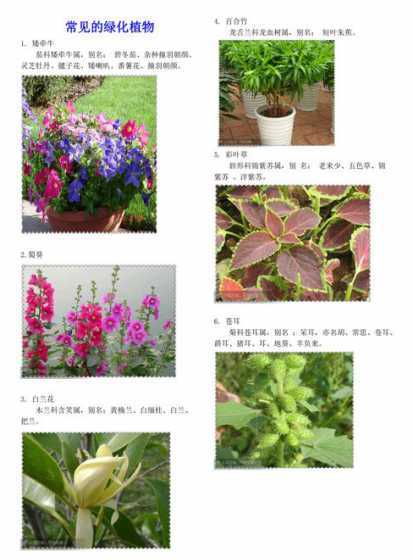 校园内适合种什么植物 校园常见100种植物有哪些