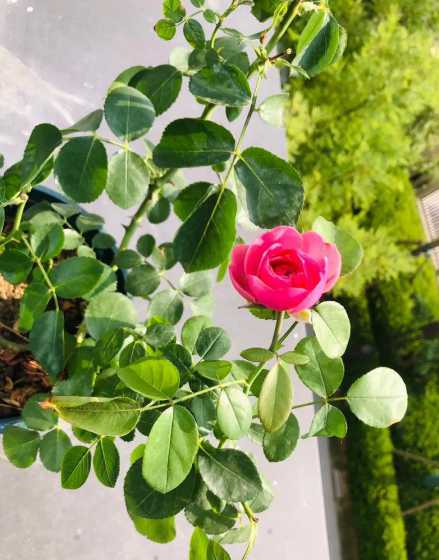 养花多雨季节注意什么 梅雨季节养花要点