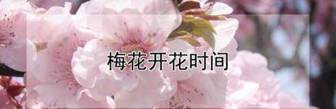 梅花什么时候才会开花 梅花几月开花