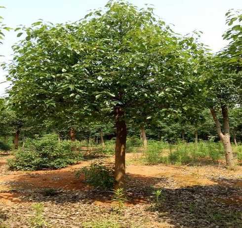 香樟树什么时候种植呀 香樟树苗什么时候种植最好(栽培香樟树的窍门)