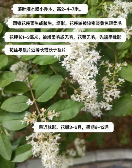 长叶女贞苗多久能开花 桂花嫁接后多久可拆膜