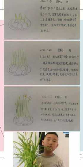 土栽水仙什么时候播种 水仙花可以用土养吗