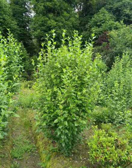 木槿适合什么地方种植 木槿适合种植在哪里