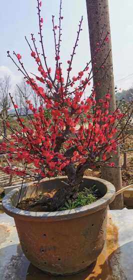 梅花对应的花是什么花 24节气每个节气对应的花卉有哪些