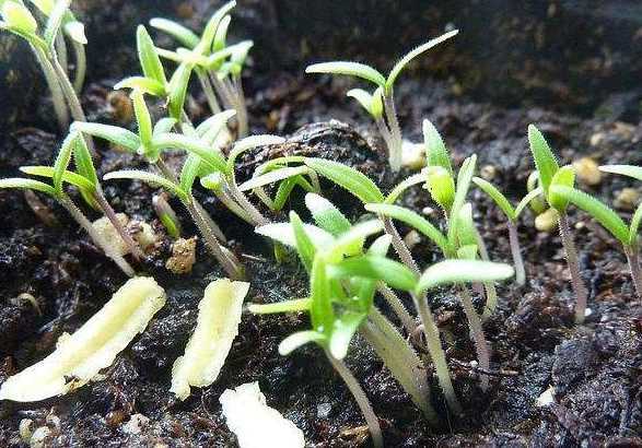 花椒种子春天怎么种植 花椒种子种植方法。采摘后经处理马上种植可以吗。