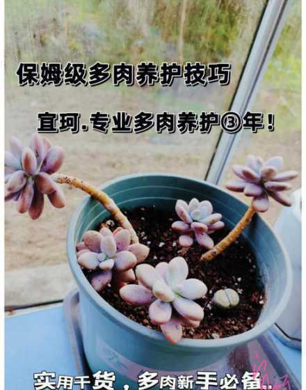 多肉植物黄毛怎么浇水 给金毛掌植物浇水要浇多少滴