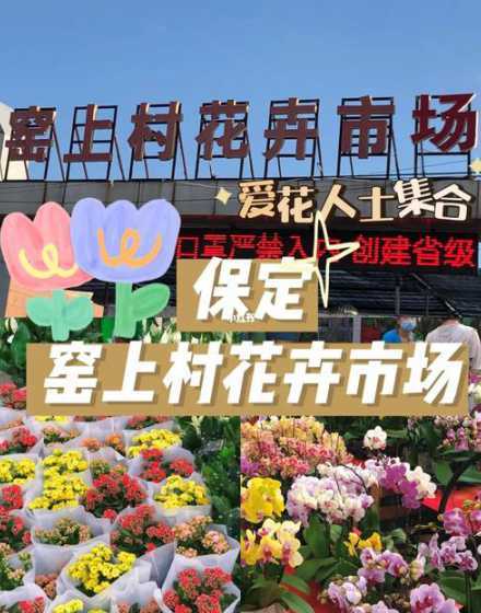 保定花卉市场的花卉来源 保定花卉市场在哪