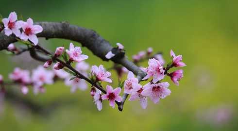 桃花是什么季节的春天 桃花是什么季节开的,春季时节3～4月开