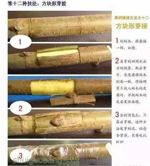 自动开花怎么分层嫁接 樱桃树开完花长出叶子能不能嫁接了