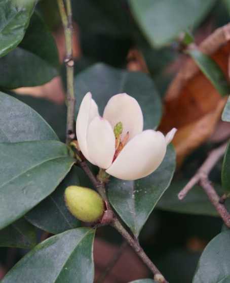 含笑花叶边缘是什么形 含笑花叶子褶皱怎么回事