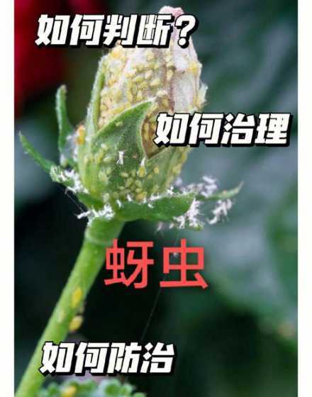 怎么样去除花上的蚜虫 怎样有效的杀死花上的蚜虫