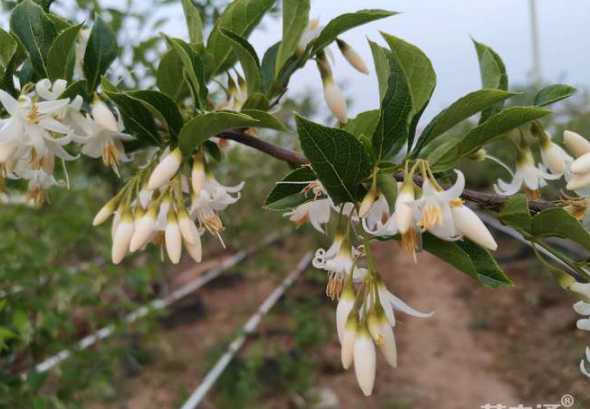 五公分桂花多少钱一棵 桂花树价格