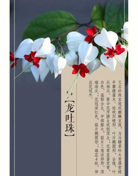 龙吐珠花为什么叶垂落 家养龙吐珠叶子卷曲怎么回事