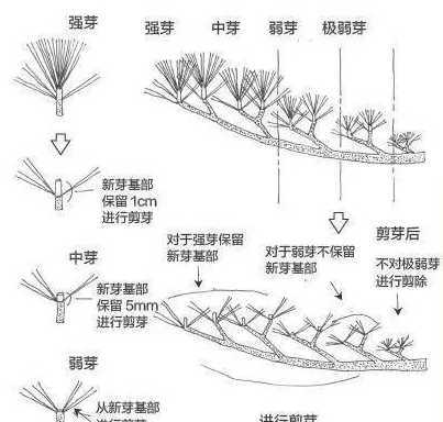 松树盆景为什么要剪芽 山松盆景怎样逼芽请各位大师指教