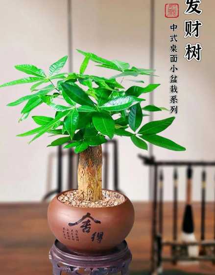 什么发财树适合放家里 十大吉祥之树(适合家里室内养的旺宅旺财运的植物)