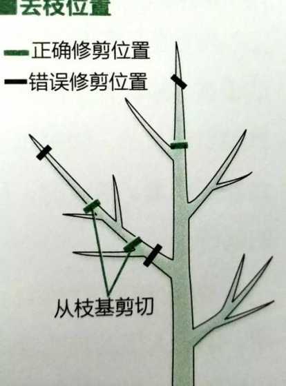 大树如何截枝注意事项 冬季修剪果树应该注意什么啊