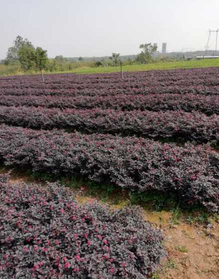 红花距木什么季节移栽 槐树什么时候种植