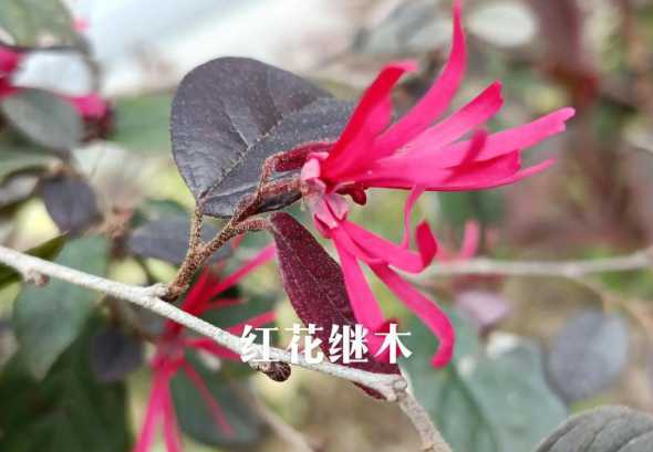 红花继木每平方多少株 迎春种植密度是多少