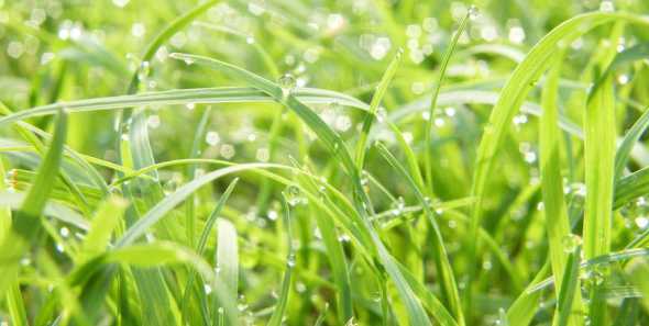 雨露对植物有什么影响 雨露滋润和苗壮体现了什么因素对植物的影响