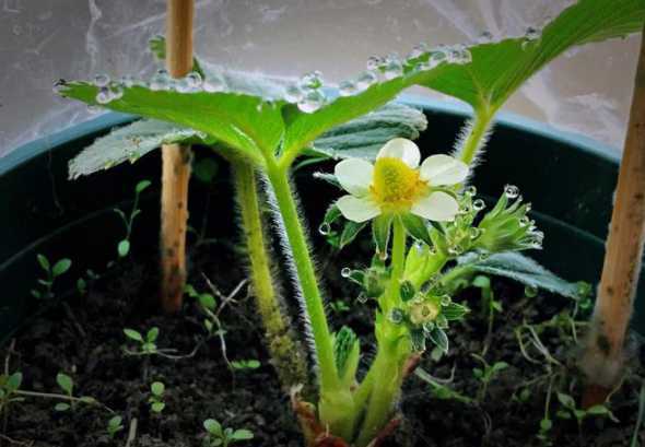 盆栽草莓开花怎么养护 草莓开花怎么养护