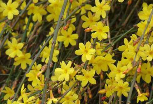 迎春花是什么地方的花 迎春花是什么市的市花