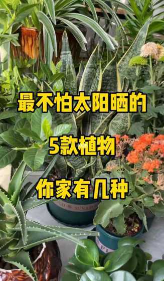 什么植物不怕晒不怕湿 什么花不怕暴晒,不怕冷