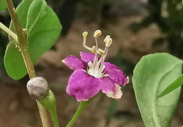 枸杞子春天什么开花 枸杞什么时候开花