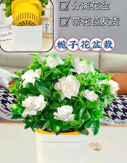 什么品种栀子花盆栽好 栀子花用什么盆栽最好