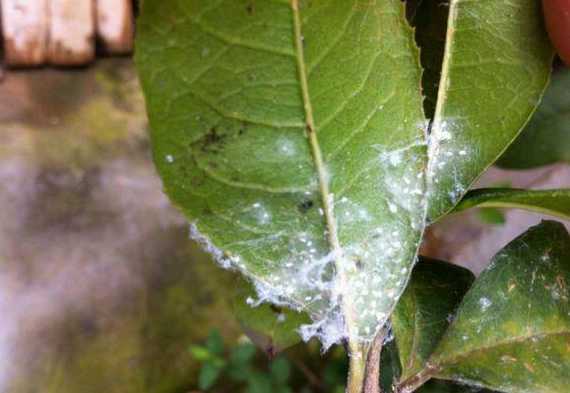 为什么养花总有小飞虫 家里养的花总有小飞虫怎么办