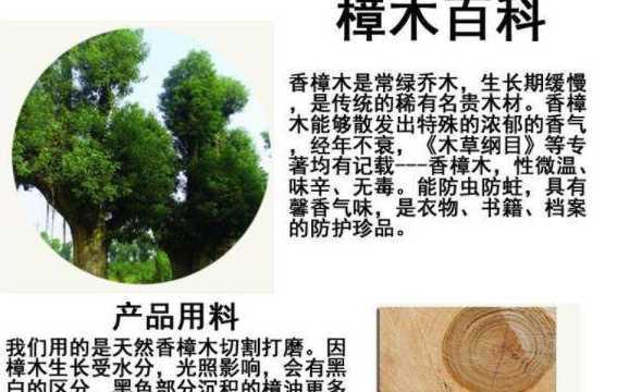 香樟树树干缠什么作用 香樟树的种植方法是什么