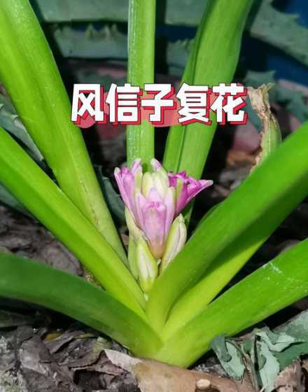 风信子花开后怎么养球 风信子花谢后怎么养球最好