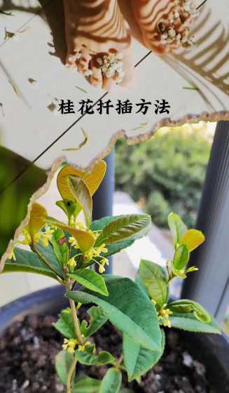 桂花树扦插在什么季节 桂花树的扦插季节是啥时候最佳