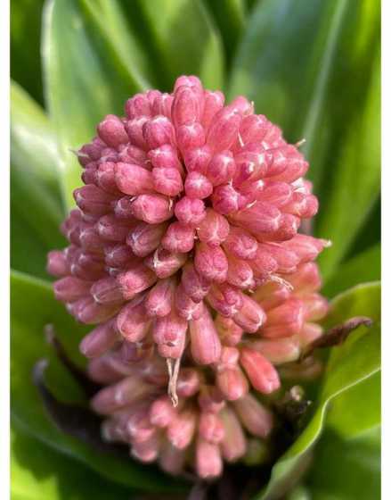 朱蕉开的花是怎么样的 朱蕉的花语和象征意义